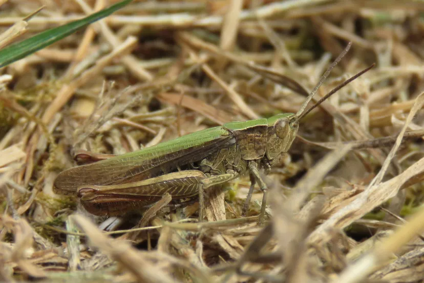 weidesprinkhaan fotograaf mark zekhuis