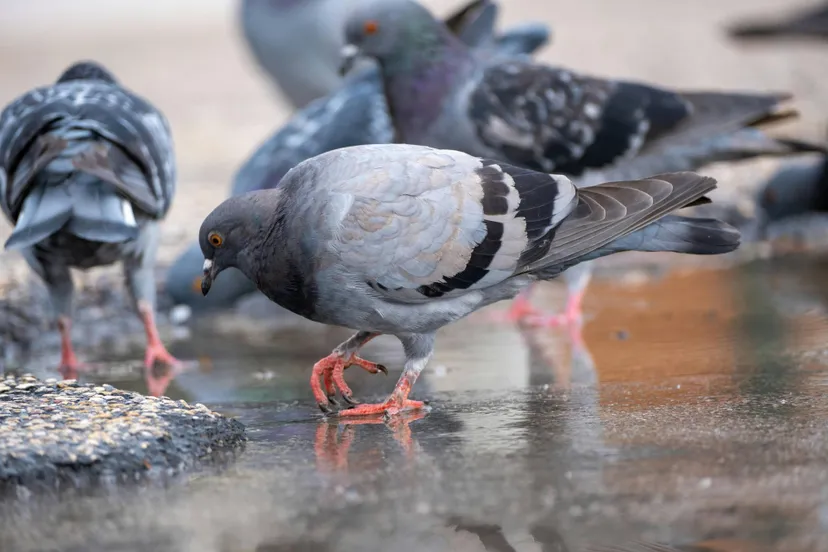 pexels enesbeydilli 30278764