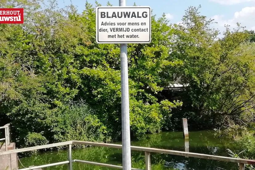 blauwalg