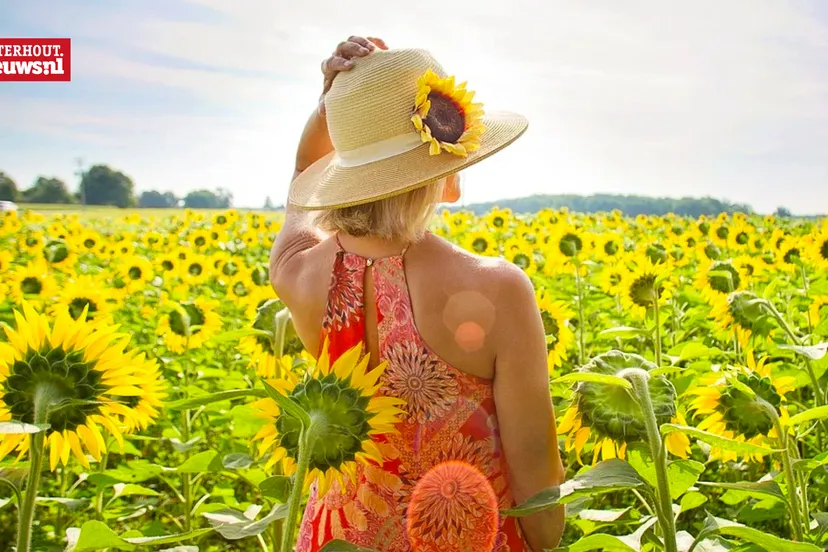 zonnig zomer zonnebloem