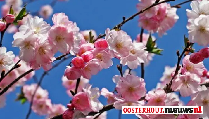 bloesem
