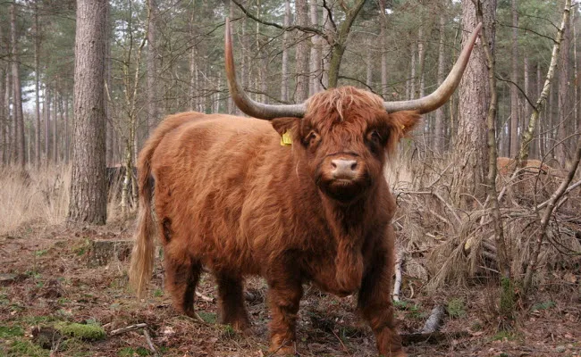 hf0bregdhcy8633ge00cpug5u hooglander