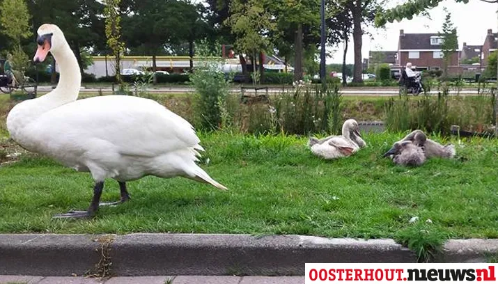 zwanen middachten