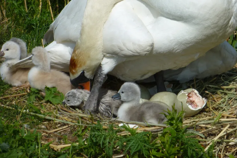 aumhpy4yg1ogfrki91zsc4h12 p1220749