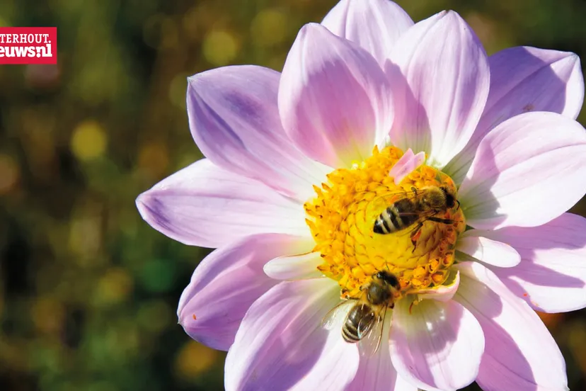 bijen bloem