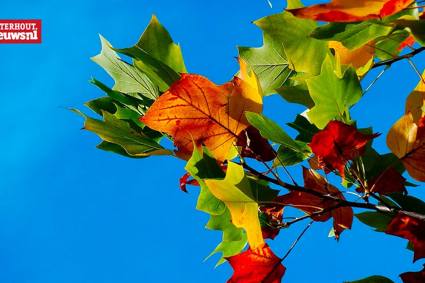 bladeren boom herfst