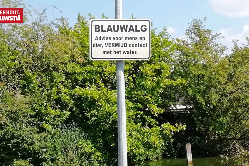 blauwalg