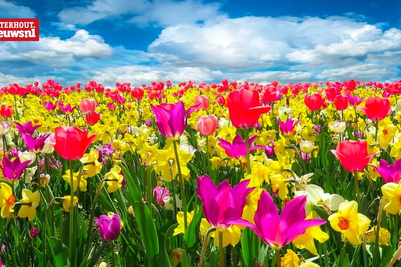 bloemen lente voorjaar