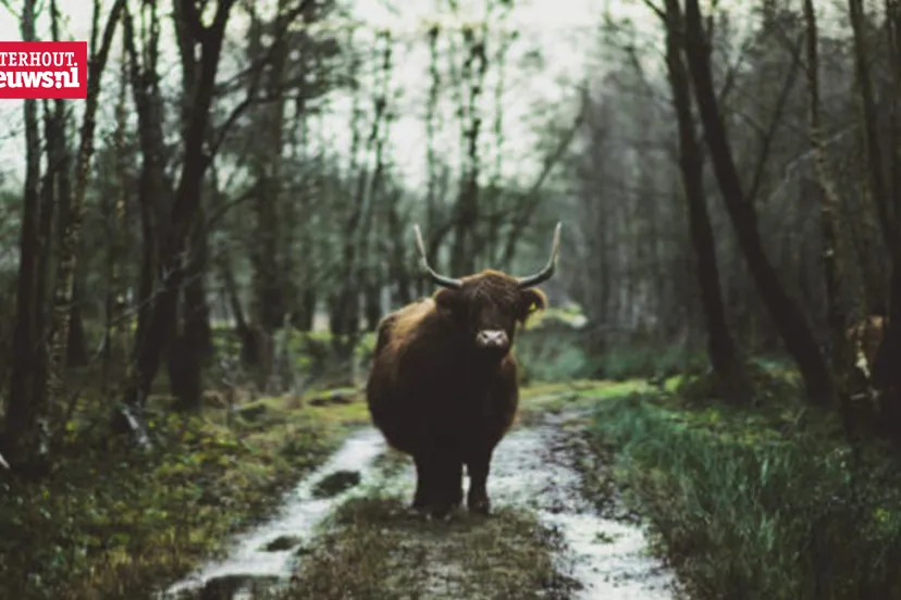 boswachter schotse hooglander