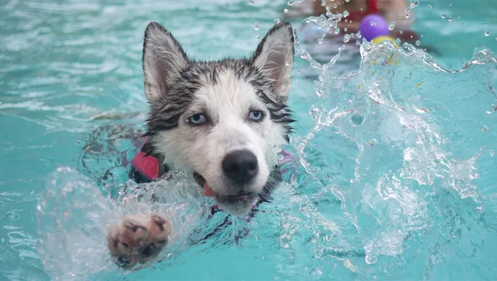 dogplons honden zwemmen warande