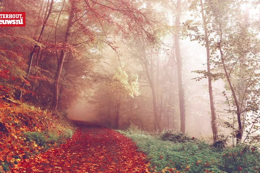 herfst bos mist