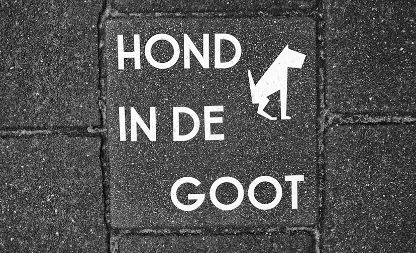 hond in goot