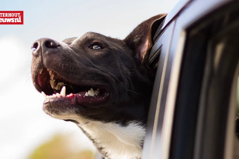hond uit autoraam