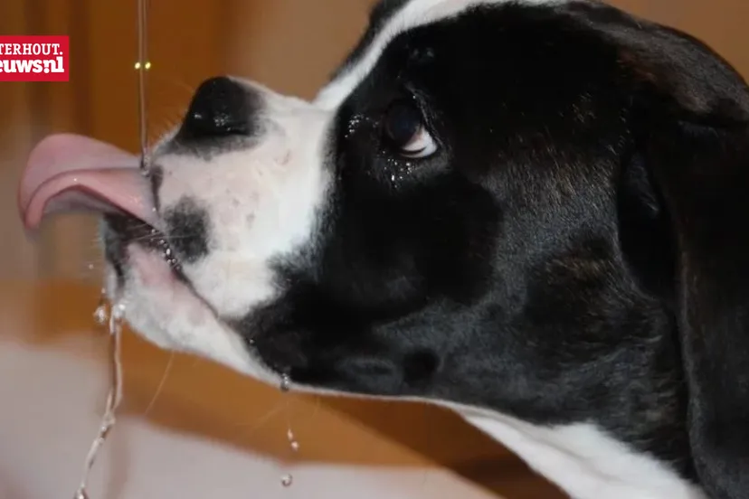 hond water drinken