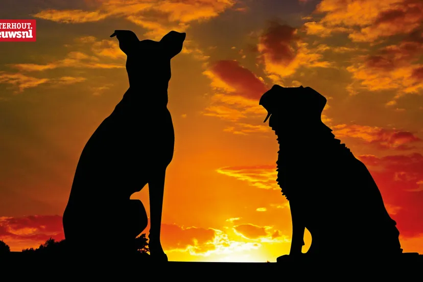 honden zonsondergang