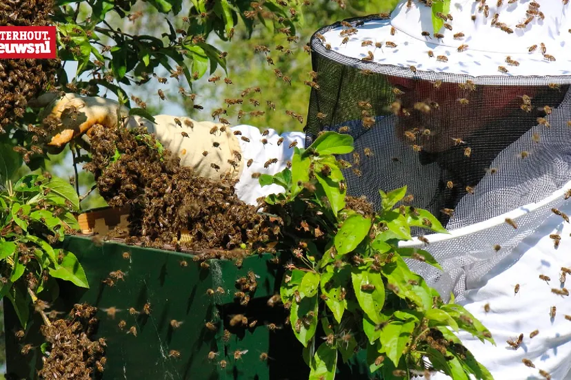 imker bijenzwerm