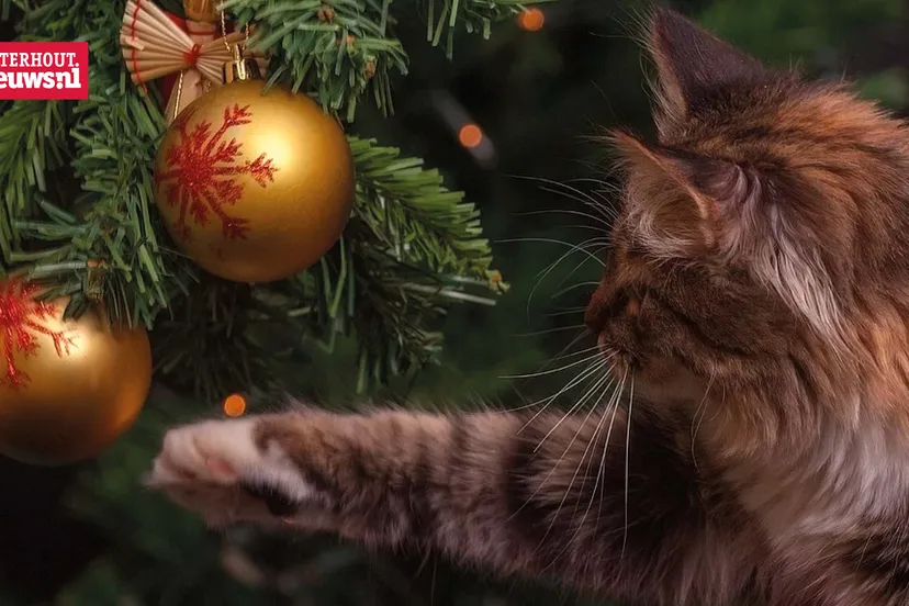 kat kerstboom