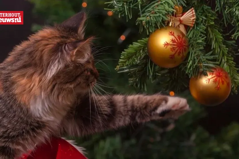 kerstboom kat