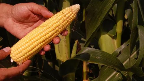 lqbhca4p7zmngw2v28jazld3r mais foto mvi