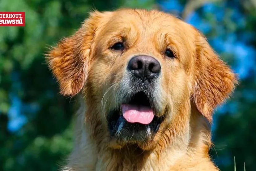 mooiste hond van oosterhout 2020