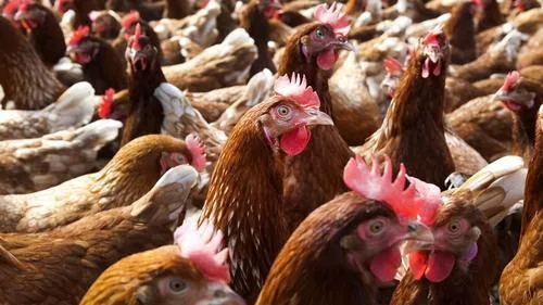 n4rso1u9iekna2brbmcobymwd kippenanp