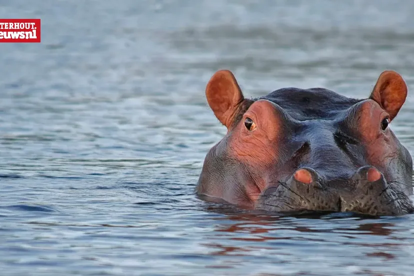 nijlpaard
