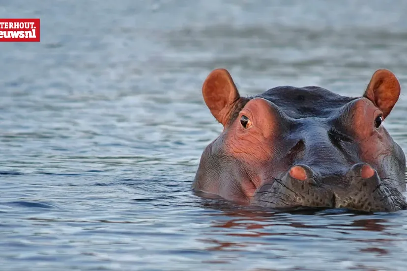 nijlpaard