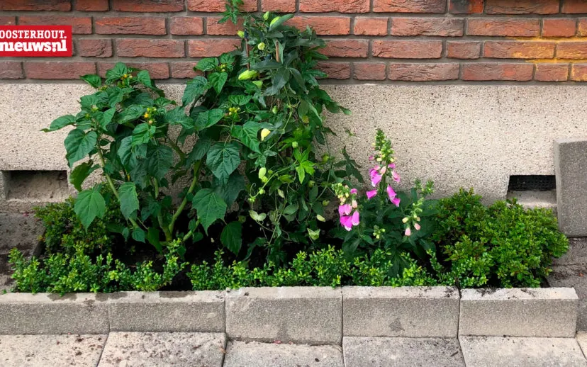 nk tegelwippen 915x518 1