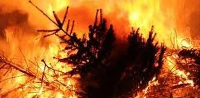 ow0pdvu09o47chvourfbnqg7u kerstboomverbranding