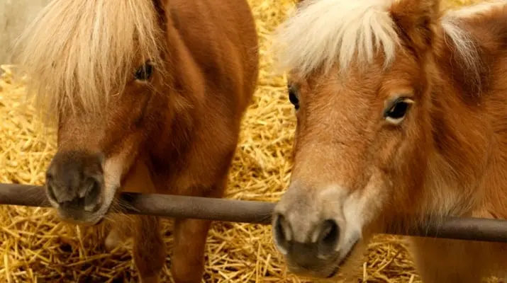 paarden
