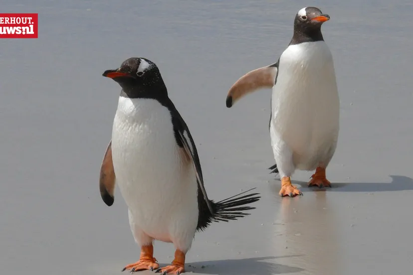 pinguins