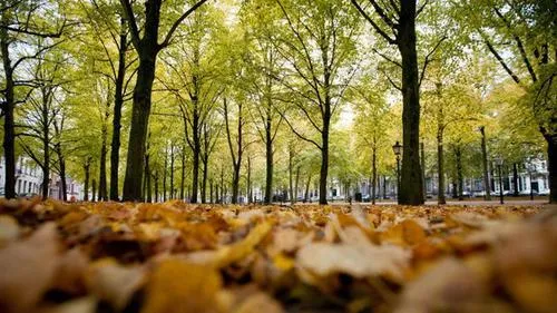 pjdzhxac5fdkfmm8ik8mlt61a herfstnovum