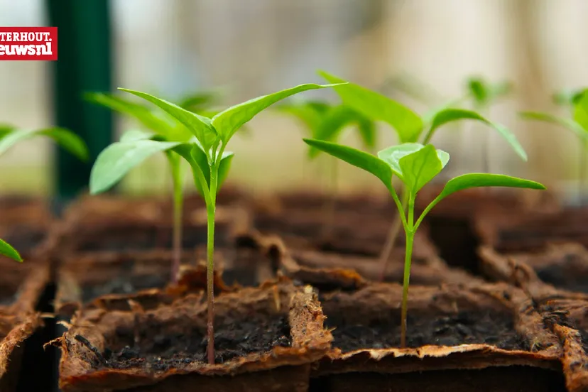 plantjes kiemen