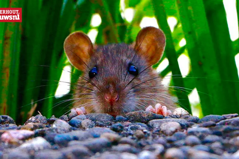 rat knaagdier