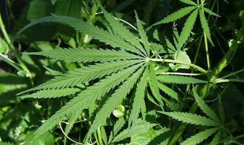 rm6ckd9ggyb47taxyzfy30wtv hennep