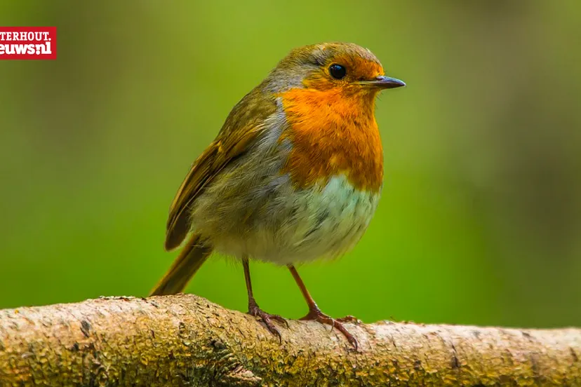 roodborstje vogel