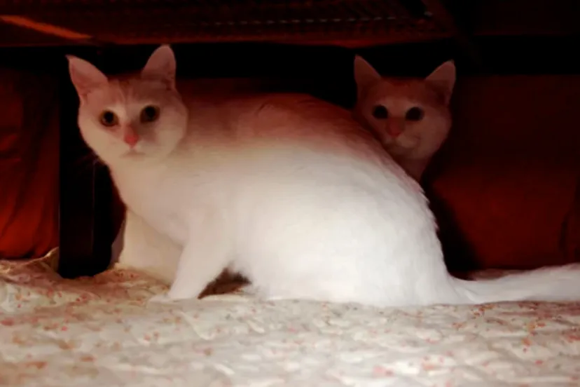 schermafbeelding 2017 12 31 om 083640