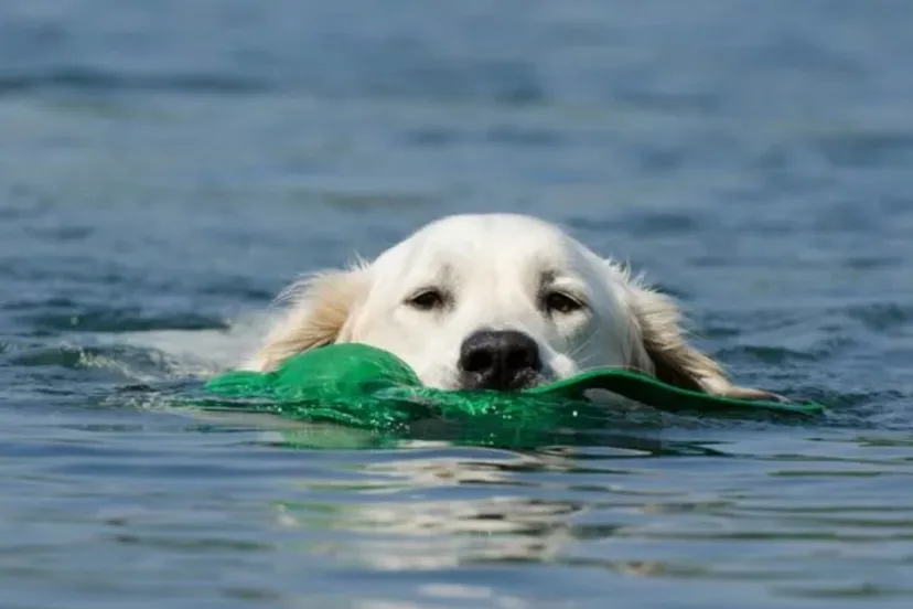 schermafbeelding 2018 08 08 om 065424