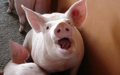 sysg2xjnitigbldw9yxwokkz5 varken