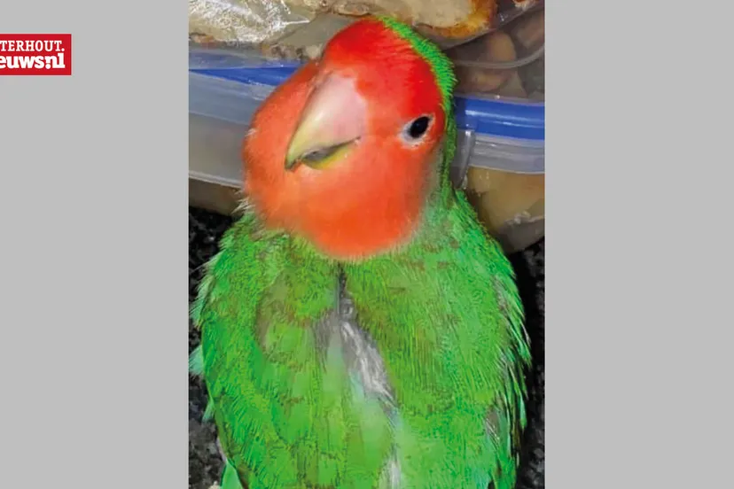 vermist kiwi