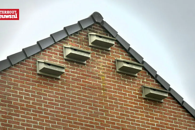 vleermuizen thuisvester