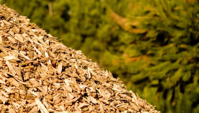 vonlh45lopfzl50zclz8wwefj biomassa