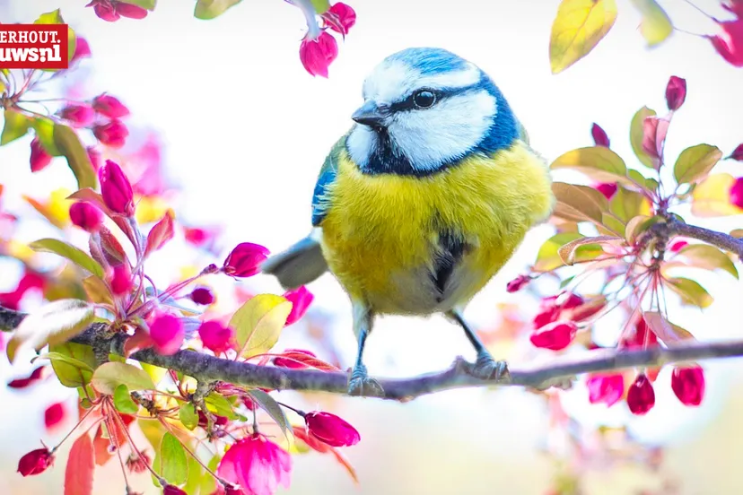 voorjaar lente koolmees