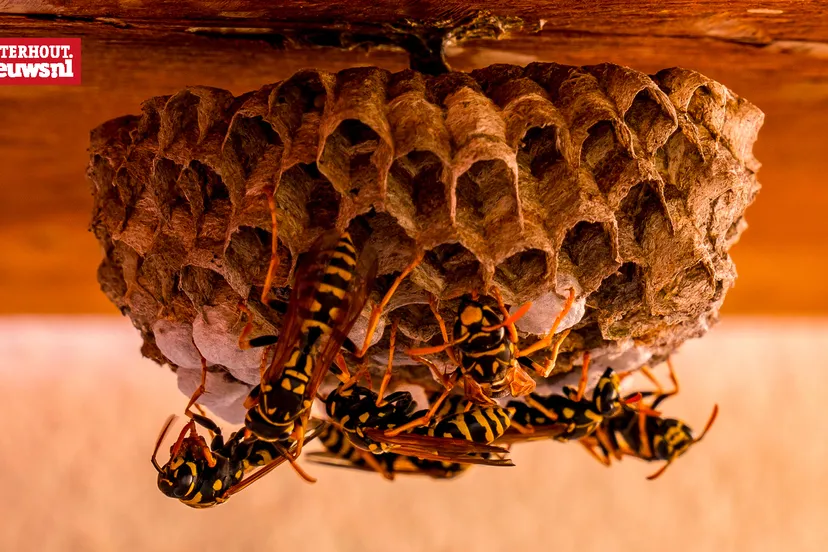 wespen beestjes kwijt