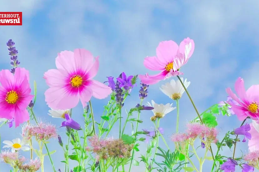 wilde bloemen