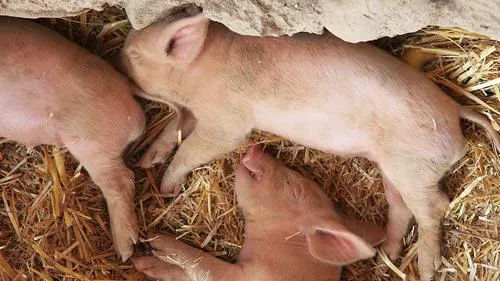 y3ylp5kciroe9im0c76i933sc biggen by littleredelf cc by nc nd 2