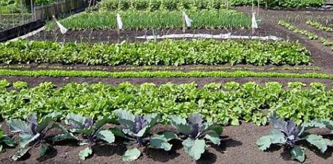 zo433q204kesuud5hu2m6ukw0 moestuin