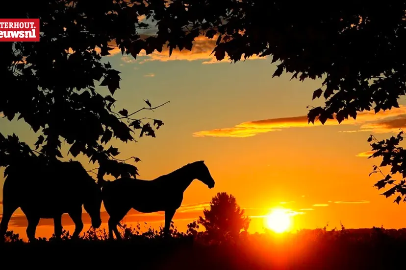 zon paarden