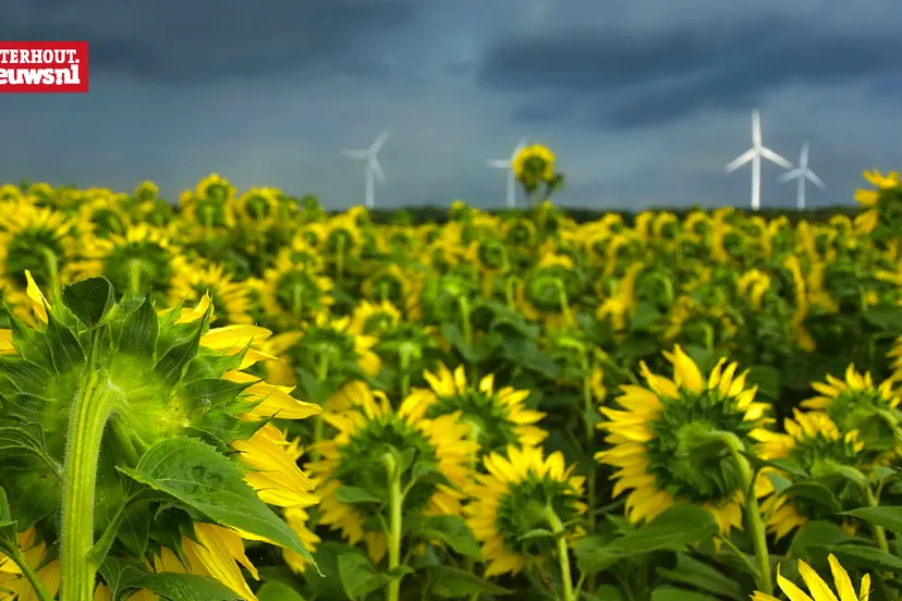 zonnebloemen regen