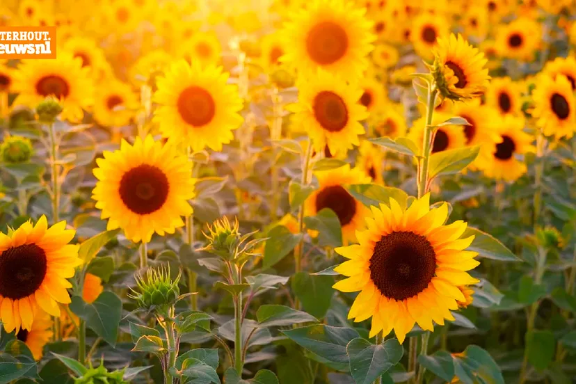 zonnebloemen